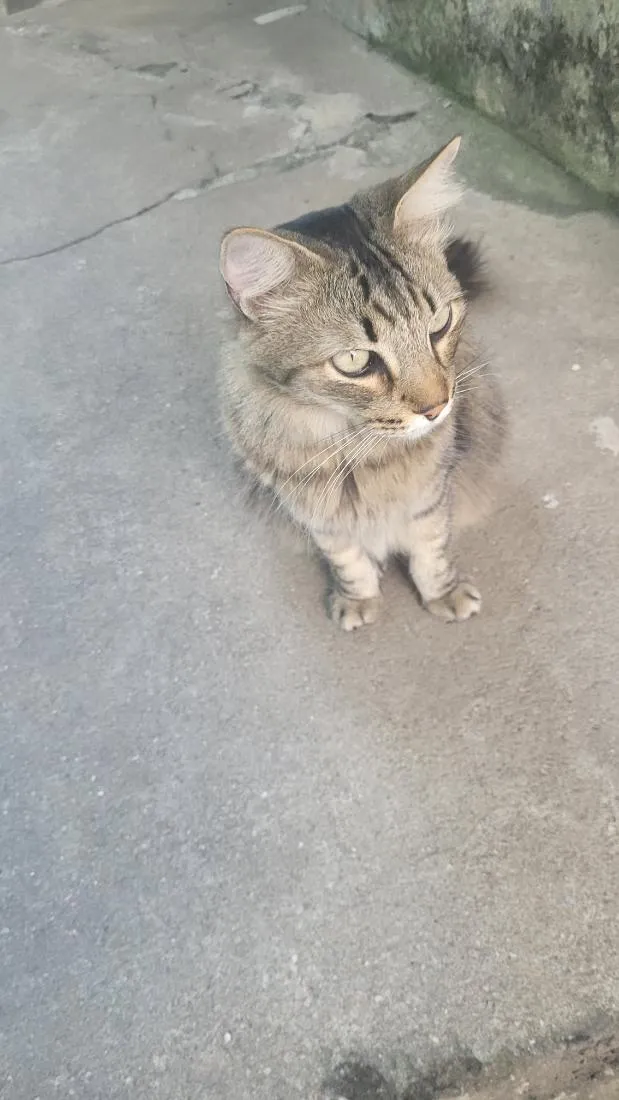 Gato raça SRD-ViraLata idade 4 anos nome meow