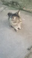 meow