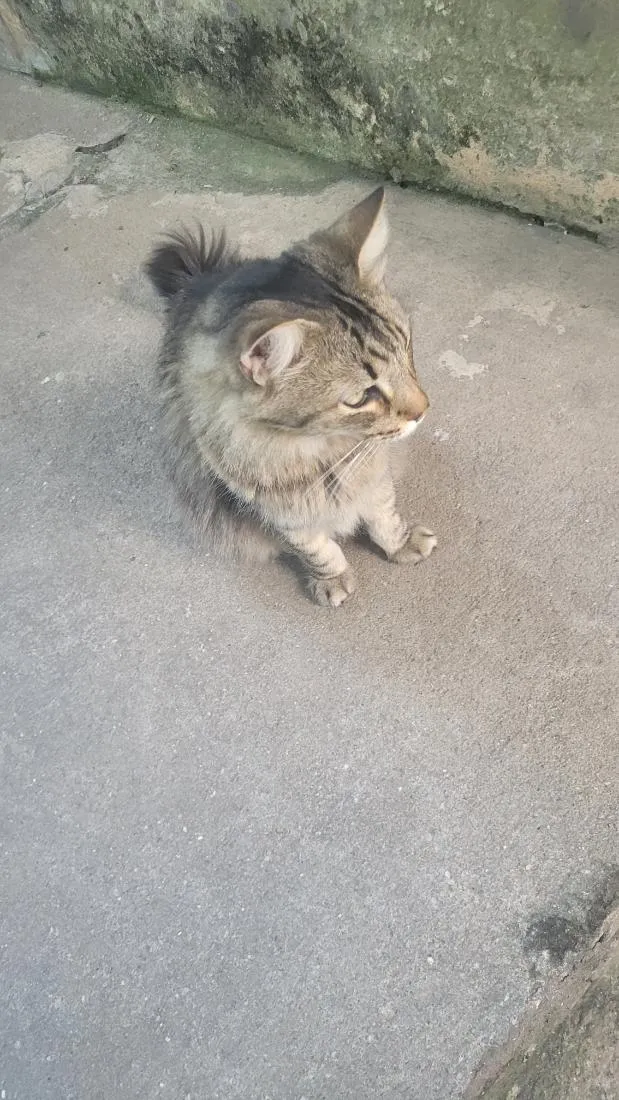 Gato raça SRD-ViraLata idade 4 anos nome meow