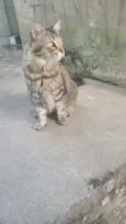 meow