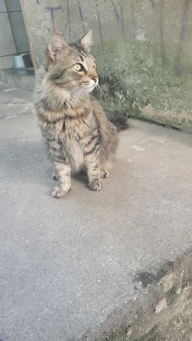 Gato raça SRD-ViraLata idade 4 anos nome meow