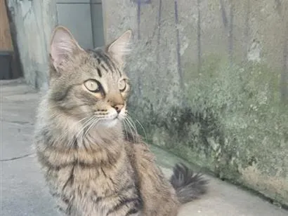 Gato raça SRD-ViraLata idade 4 anos nome meow