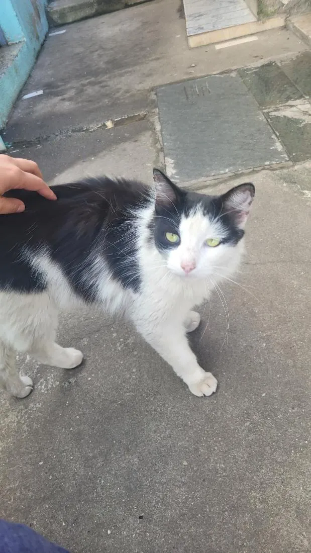 Gato raça SRD-ViraLata idade 4 anos nome Jordan