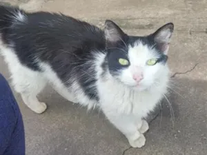 Gato raça SRD-ViraLata idade 4 anos nome Jordan
