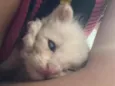 Tonico