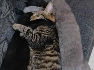 Gato raça SRD-ViraLata idade 1 ano nome cinza, pretinho e tigrinho 
