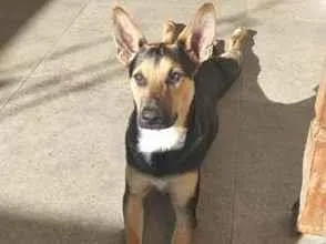 Cachorro raça SRD-ViraLata idade 7 a 11 meses nome Café