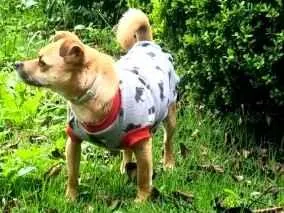 Cachorro raça SRD-ViraLata idade 4 anos nome Jobim