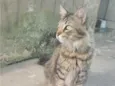 meow