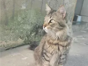 Gato raça SRD-ViraLata idade 4 anos nome meow