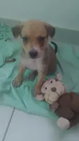 cachorro