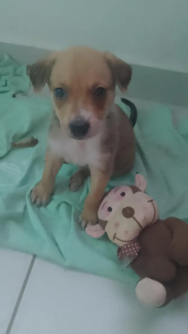 Cachorro raça SRD-ViraLata idade 2 a 6 meses nome cachorro