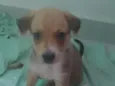 cachorro