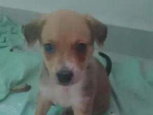 Cachorro raça SRD-ViraLata idade 2 a 6 meses nome cachorro