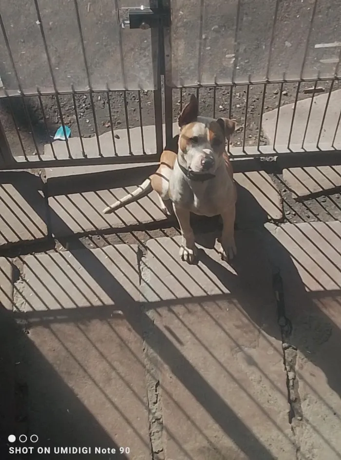 Cachorro raça Pit-Bull idade 7 a 11 meses nome maillom 