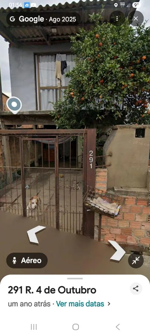 Cachorro raça Pit-Bull idade 7 a 11 meses nome maillom 