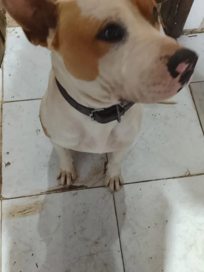 Cachorro raça Pit-Bull idade 7 a 11 meses nome maillom 