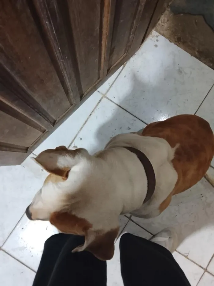 Cachorro raça Pit-Bull idade 7 a 11 meses nome maillom 