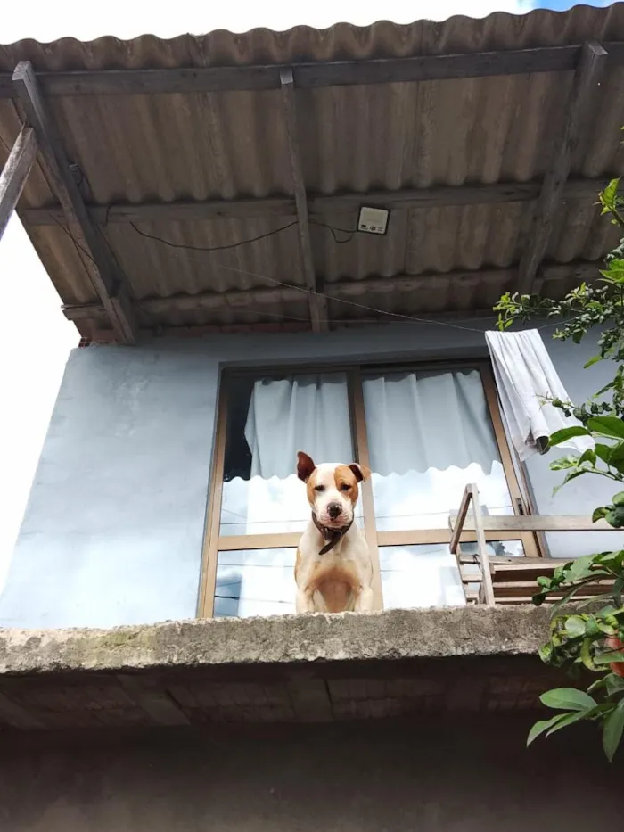 Cachorro raça Pit-Bull idade 7 a 11 meses nome maillom 