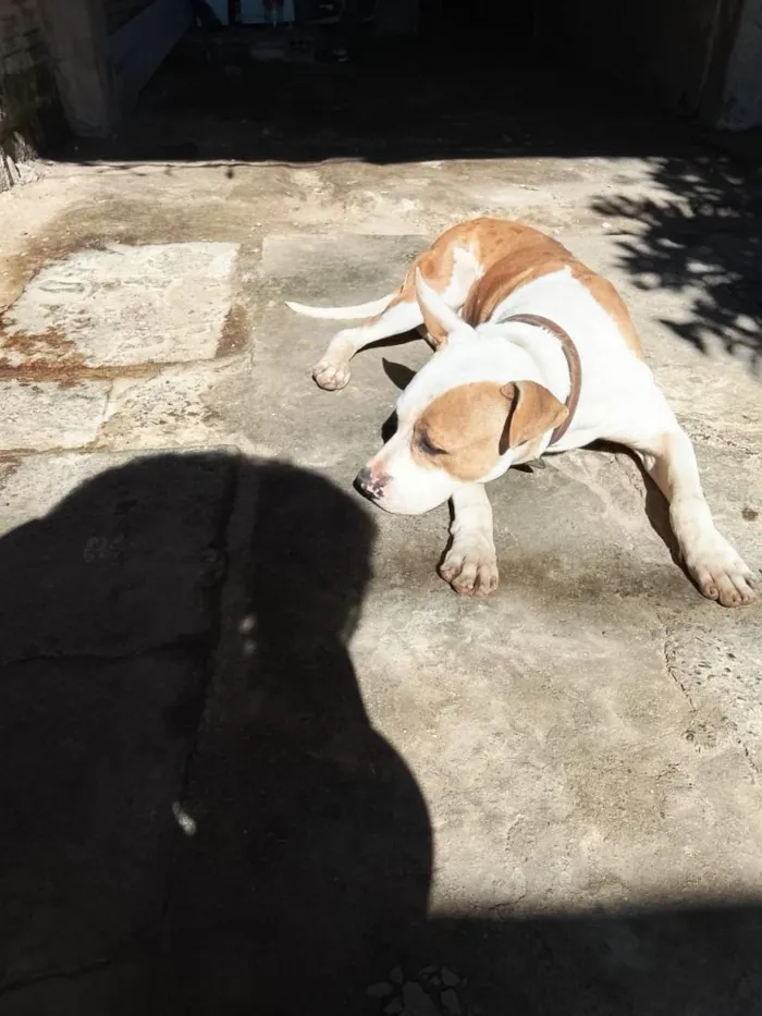 Cachorro raça Pit-Bull idade 7 a 11 meses nome maillom 