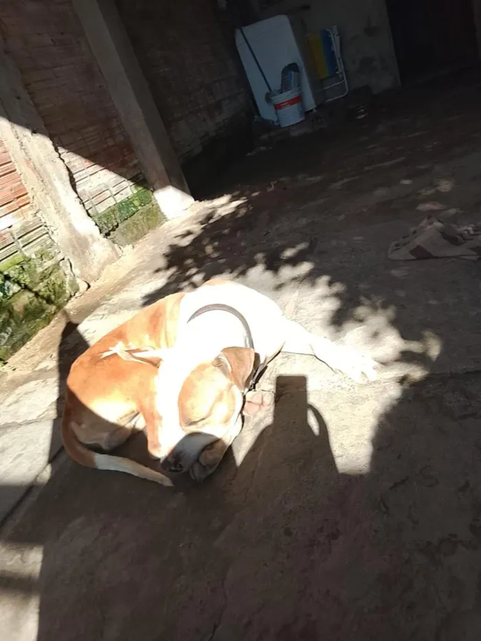 Cachorro raça Pit-Bull idade 7 a 11 meses nome maillom 