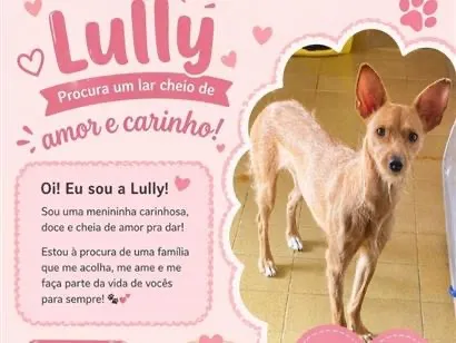 Cachorro raça SRD-ViraLata idade 1 ano nome Lully