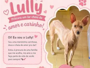 Cachorro raça SRD-ViraLata idade 1 ano nome Lully