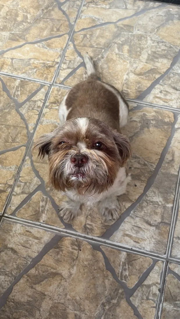 Cachorro raça Shitzu idade 6 ou mais anos nome não sei