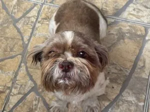 Cachorro raça Shitzu idade 6 ou mais anos nome não sei