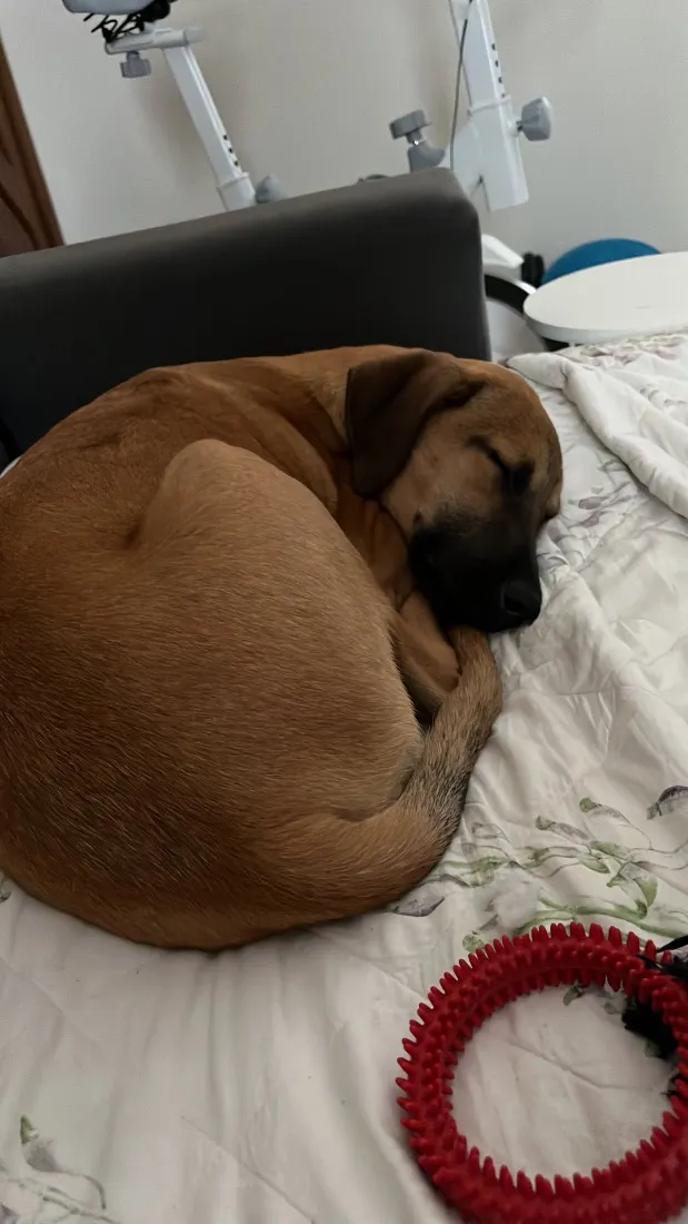 Cachorro raça SRD-ViraLata idade 2 a 6 meses nome Rock