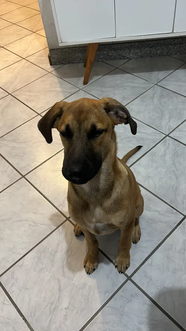 Cachorro raça SRD-ViraLata idade 2 a 6 meses nome Rock
