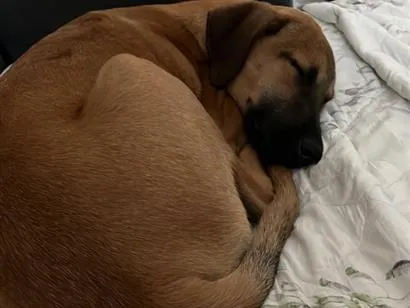 Cachorro raça SRD-ViraLata idade 2 a 6 meses nome Rock