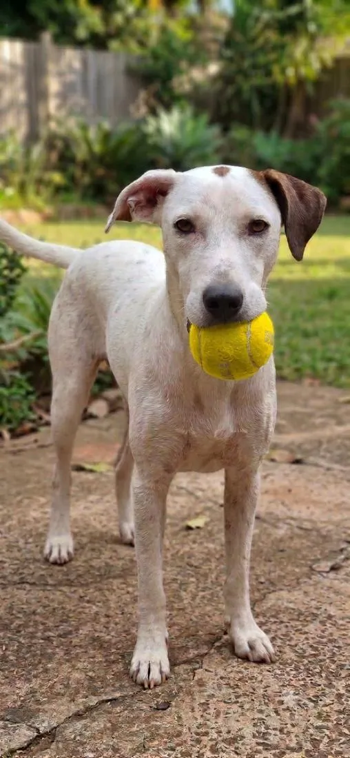 Cachorro raça SRD-ViraLata idade 2 anos nome Branca 