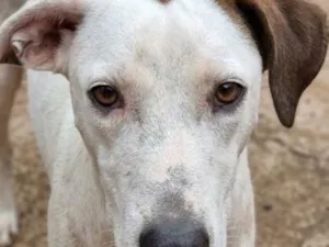 Cachorro raça SRD-ViraLata idade 2 anos nome Branca 