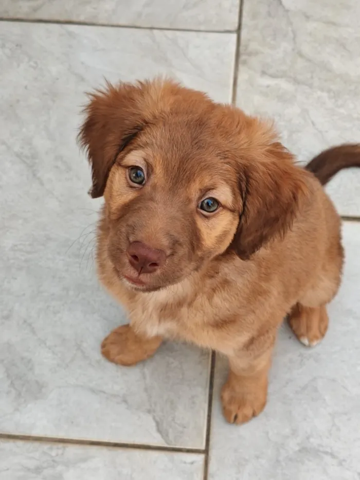 Cachorro raça Labrador com Border Collie idade 2 a 6 meses nome Ruby
