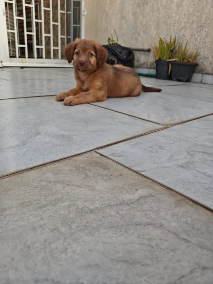 Cachorro raça Labrador com Border Collie idade 2 a 6 meses nome Ruby