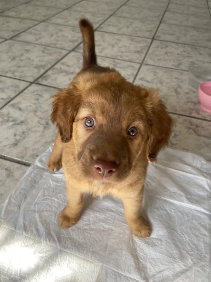 Cachorro raça Labrador com Border Collie idade 2 a 6 meses nome Ruby