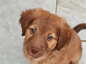 Cachorro raça Labrador com Border Collie idade 2 a 6 meses nome Ruby