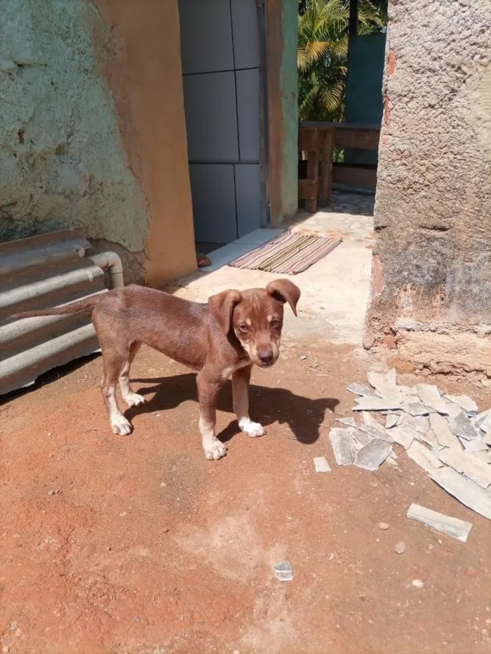 Cachorro raça SRD-ViraLata idade 2 a 6 meses nome não tem nome