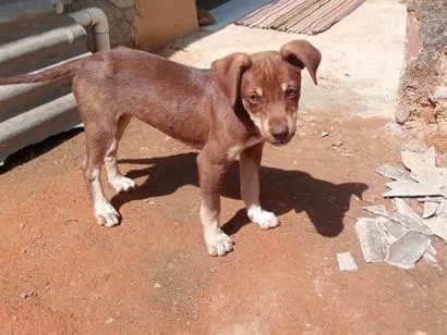 Cachorro raça SRD-ViraLata idade 2 a 6 meses nome não tem nome