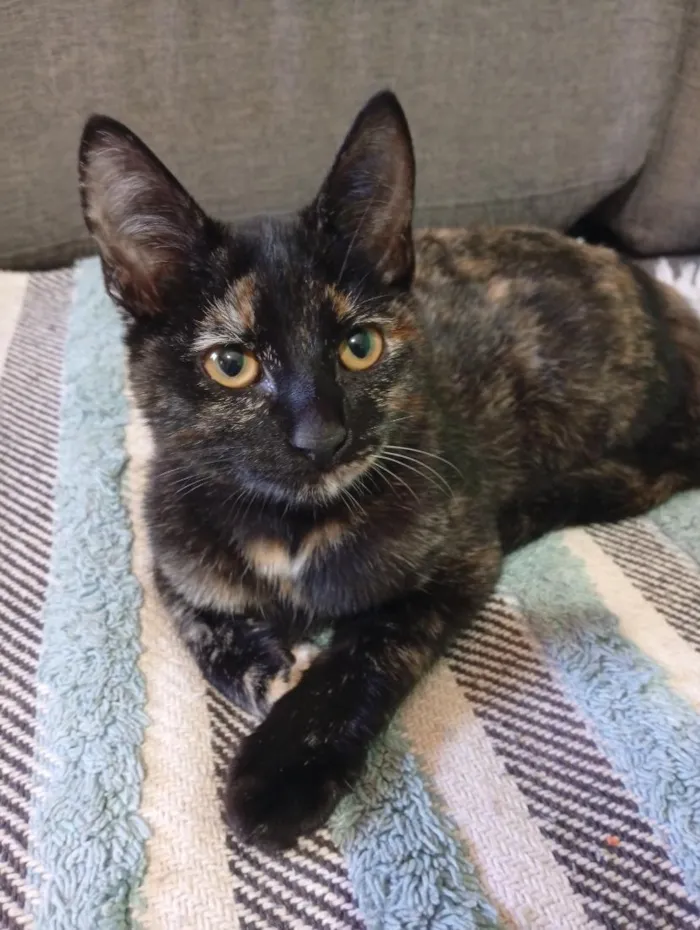 Gato raça SRD-ViraLata idade 2 a 6 meses nome Ketllyn 