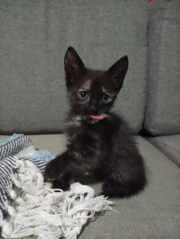 Gato raça SRD-ViraLata idade 2 a 6 meses nome Ketllyn 