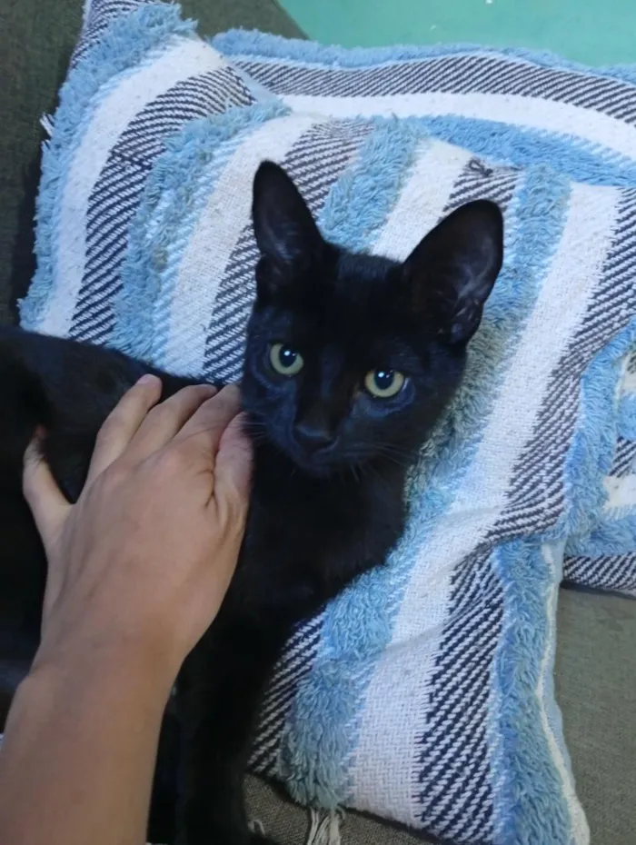 Gato raça SRD-ViraLata idade 2 a 6 meses nome ainda nn tem nome 