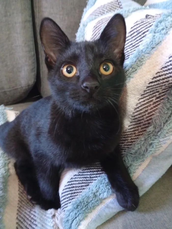 Gato raça SRD-ViraLata idade 2 a 6 meses nome ainda nn tem nome 