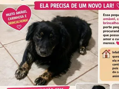 Cachorro raça SRD-ViraLata idade 3 anos nome princesa