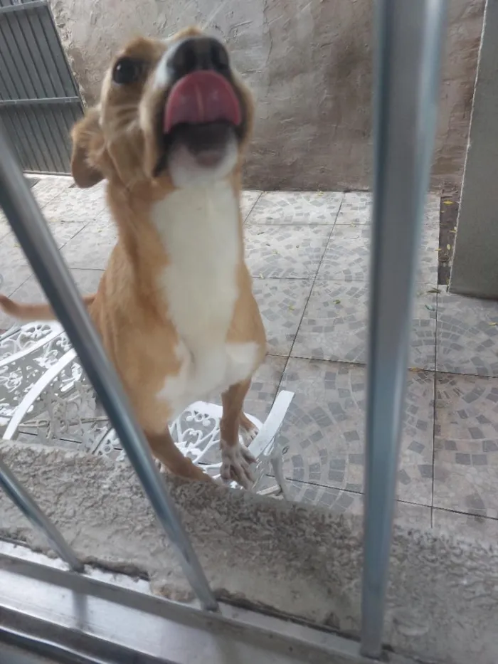 Cachorro raça SRD-ViraLata idade 1 ano nome Luna