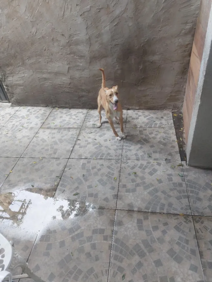 Cachorro raça SRD-ViraLata idade 1 ano nome Luna