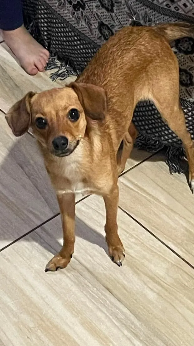 Cachorro raça SRD-ViraLata idade 7 a 11 meses nome Bella
