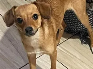 Cachorro raça SRD-ViraLata idade 7 a 11 meses nome Bella