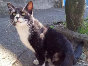 Gato raça SRD-ViraLata idade 2 anos nome Frajolão